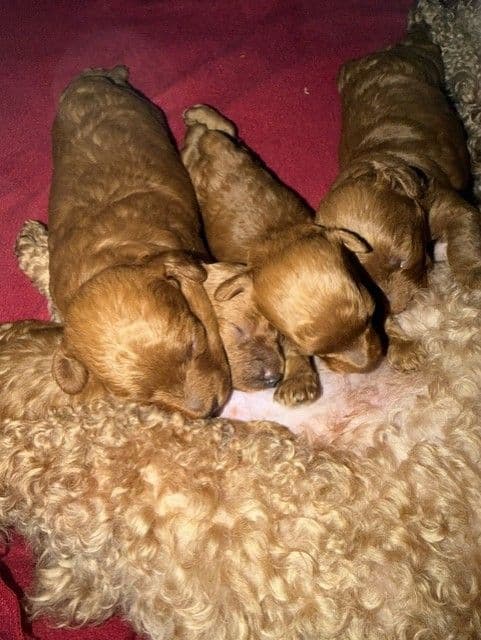 Red Miniature Poodle Puppies media 5