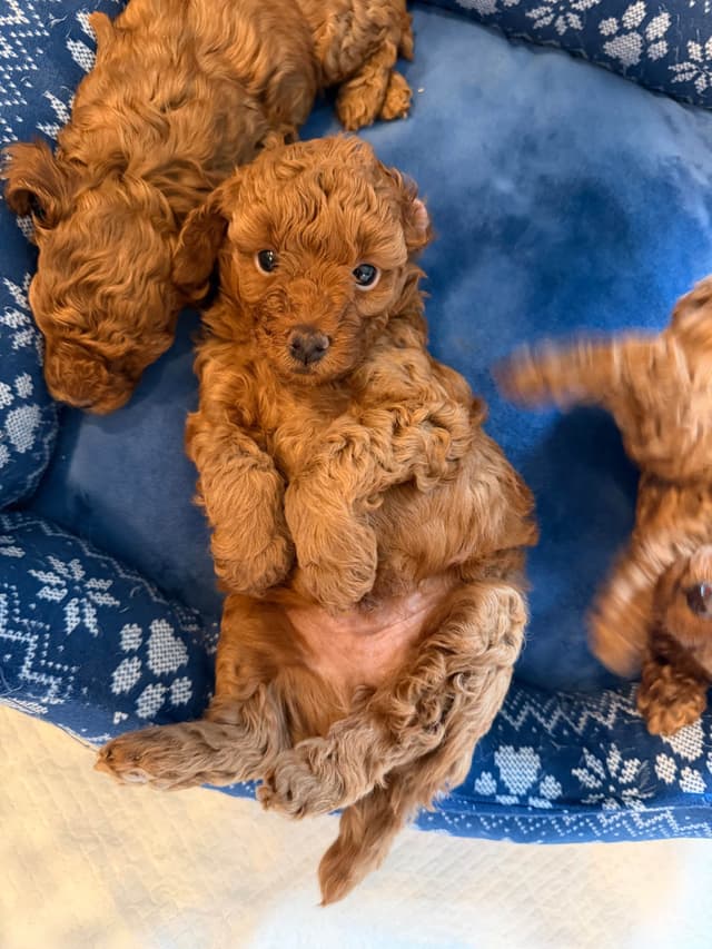 Red Miniature Poodle Puppies media 3