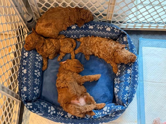 Red Miniature Poodle Puppies media 4
