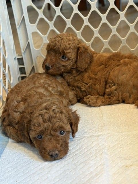 Red Miniature Poodle Puppies media 2