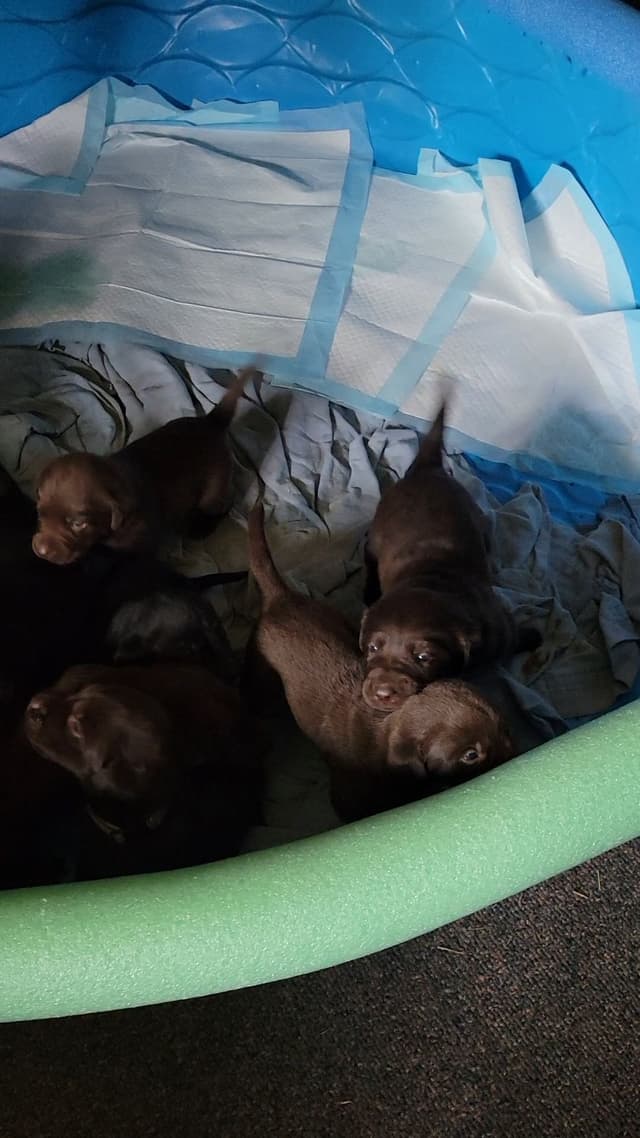 Labrador Retriever Puppies media 3