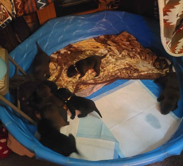 Labrador Retriever Puppies media 4