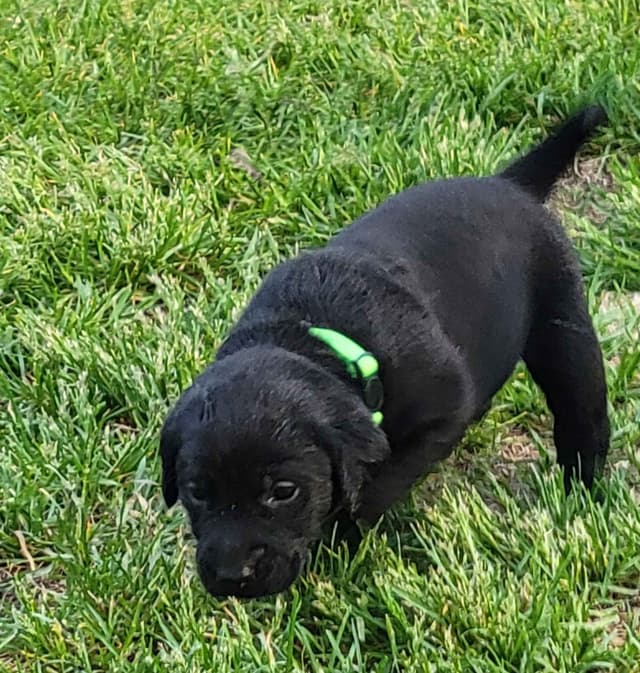 Labrador Retriever Puppies media 5