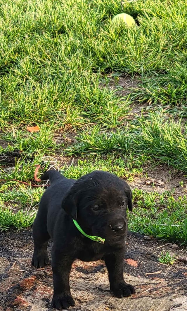 Labrador Retriever Puppies media 6