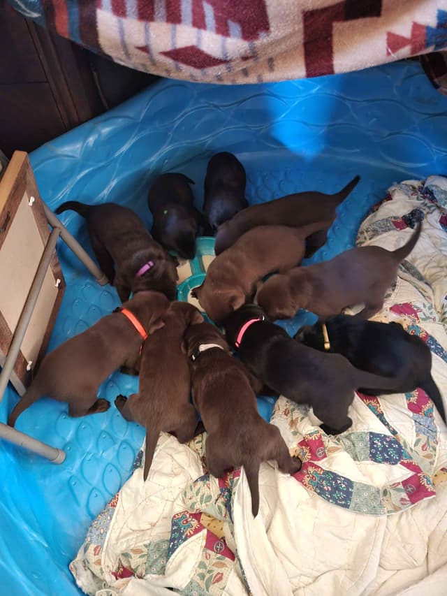 Labrador Retriever Puppies media 8