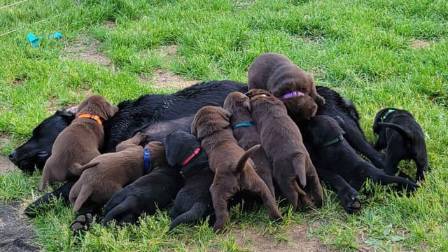 Labrador Retriever Puppies media 7