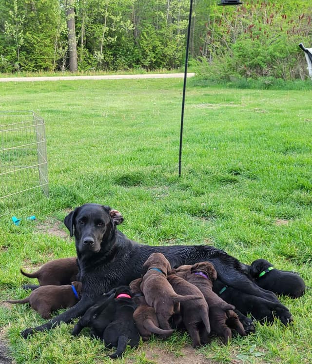 Labrador Retriever Puppies media 9