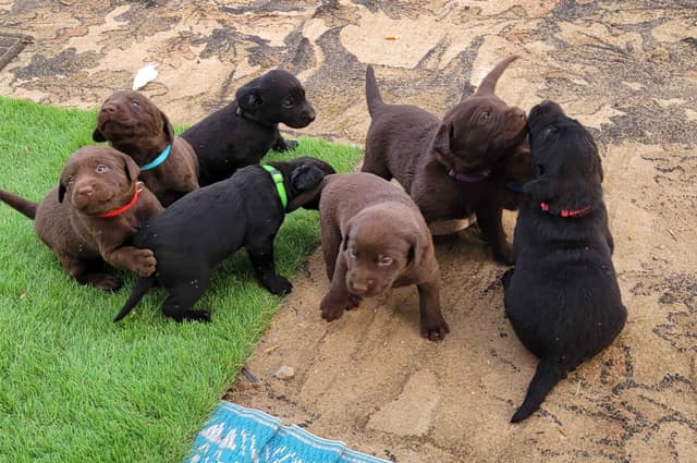 Labrador Retriever Puppies media 11