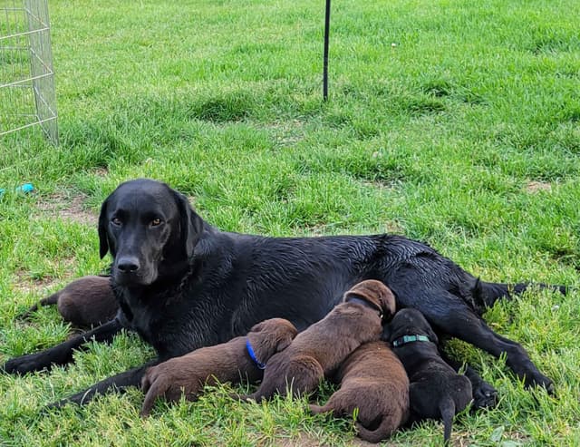 Labrador Retriever Puppies media 12