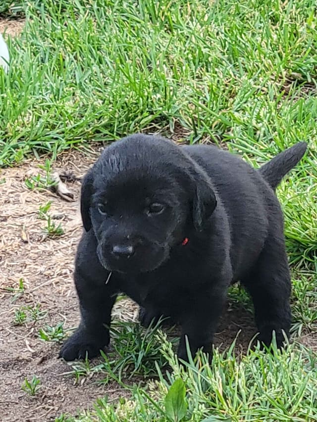 Labrador Retriever Puppies media 13