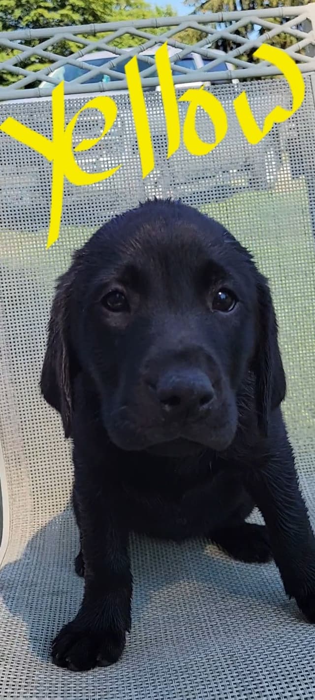 Labrador Retriever Puppies media 14