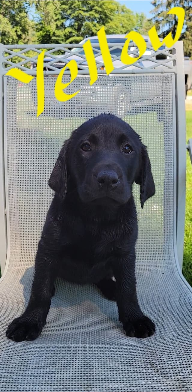 Labrador Retriever Puppies media 18