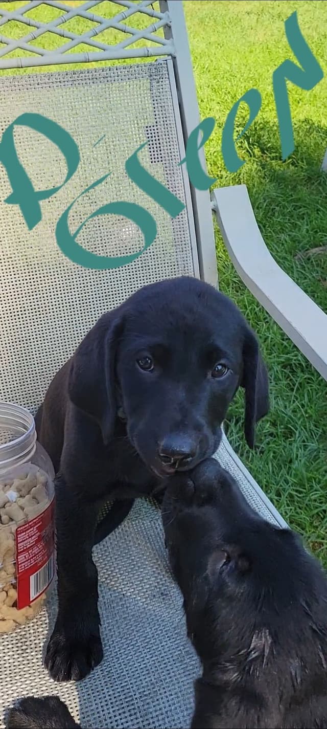 Labrador Retriever Puppies media 19
