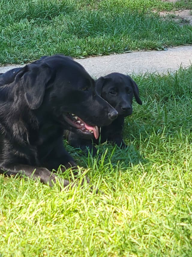 Labrador Retriever Puppies media 20