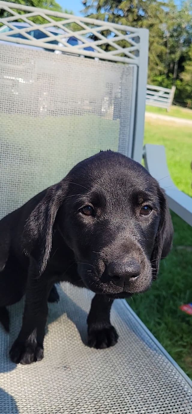 Labrador Retriever Puppies media 23