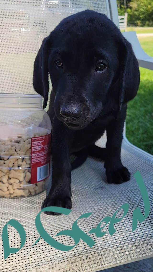 Labrador Retriever Puppies media 25