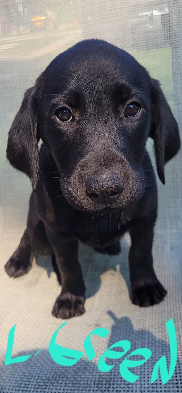 Labrador Retriever Puppies media 26