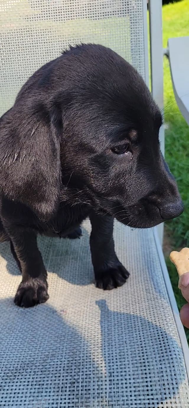 Labrador Retriever Puppies media 27