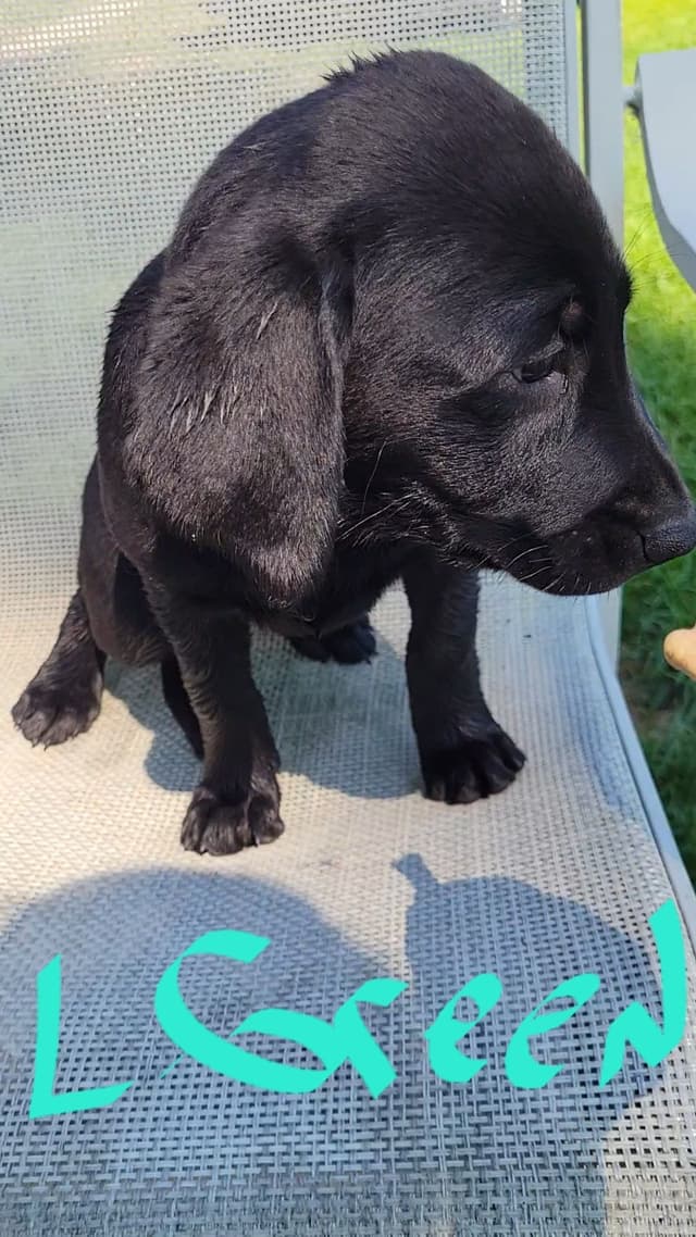 Labrador Retriever Puppies media 28
