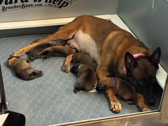 Belgian Malinois Puppies media 2