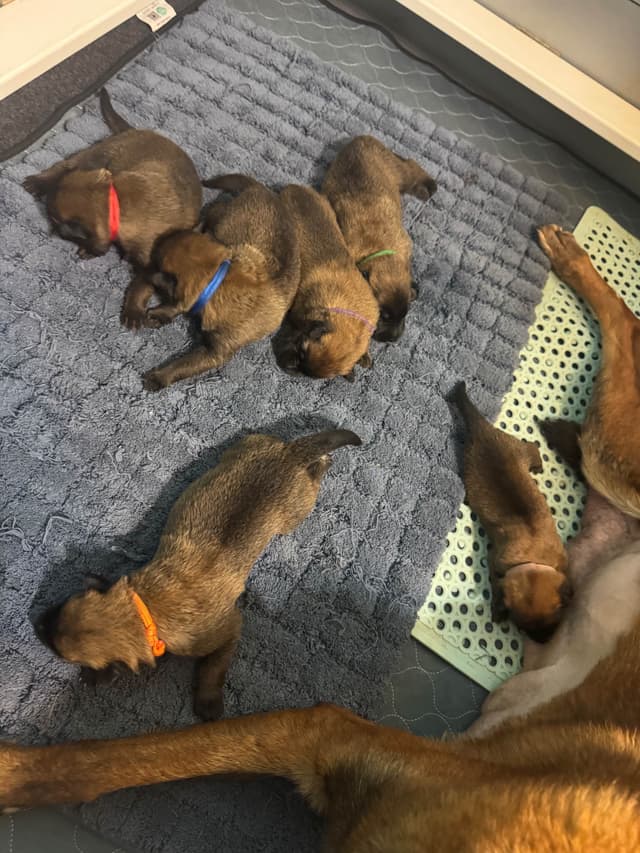 Belgian Malinois Puppies media 3