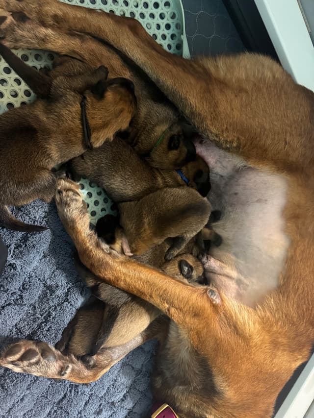 Belgian Malinois Puppies media 4