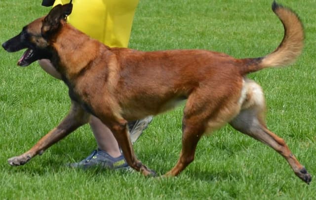 Belgian Malinois Puppies media 5
