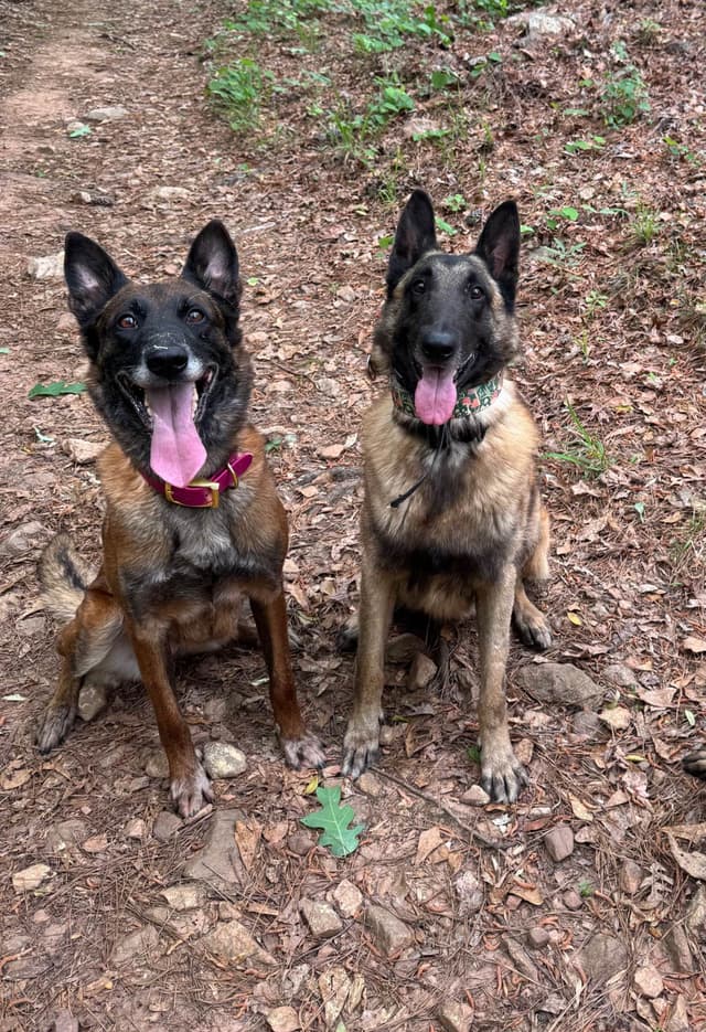 Belgian Malinois Puppies media 8