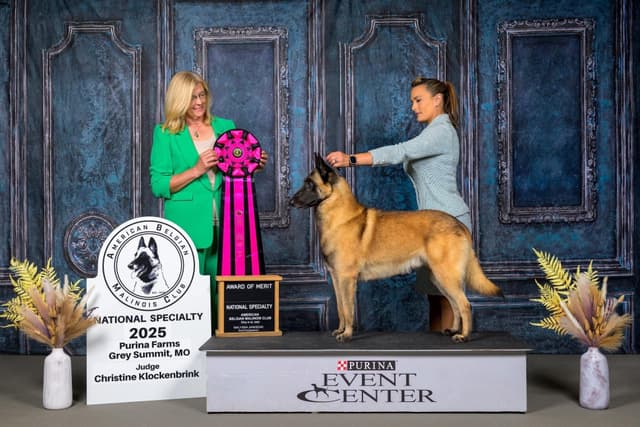 Belgian Malinois Puppies media 7