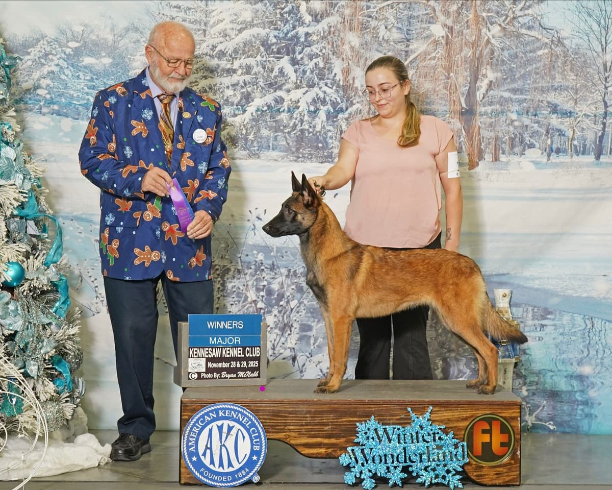 Belgian Malinois Puppies breeder image 4