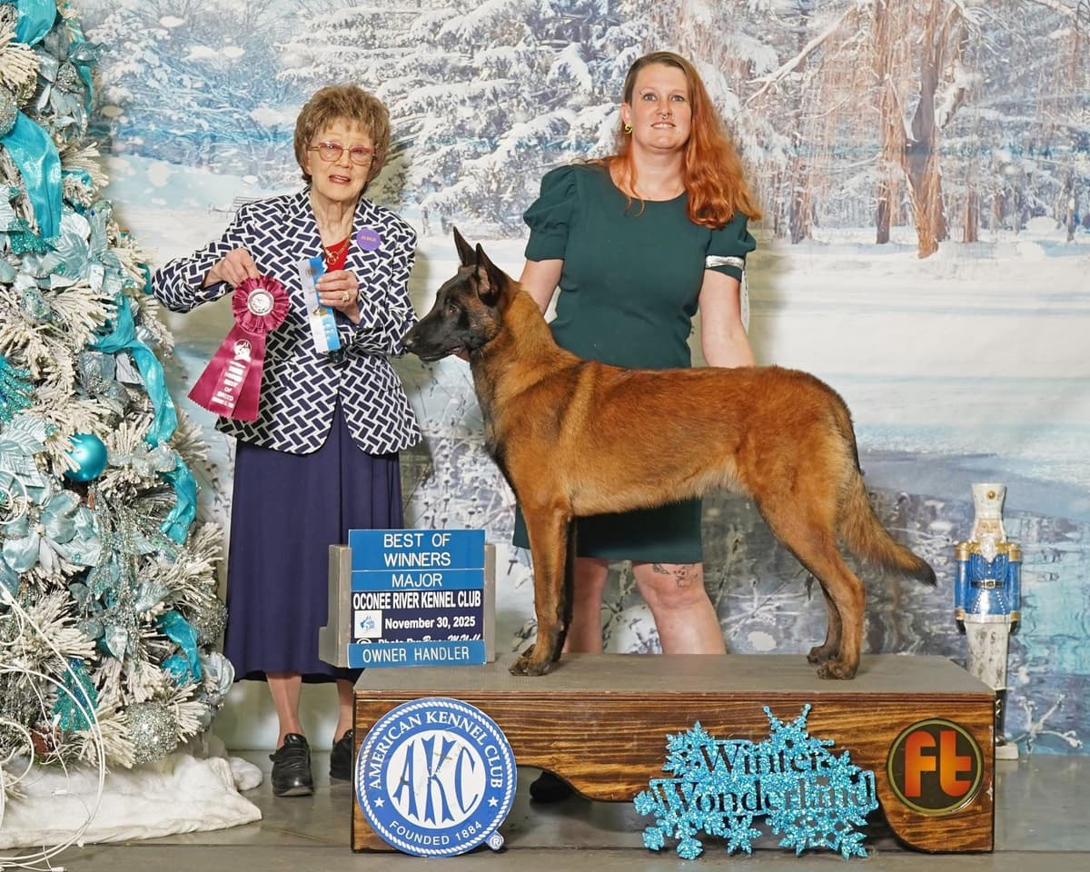 Belgian Malinois Puppies breeder image 6