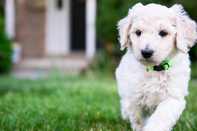Poodle Puppies media 2