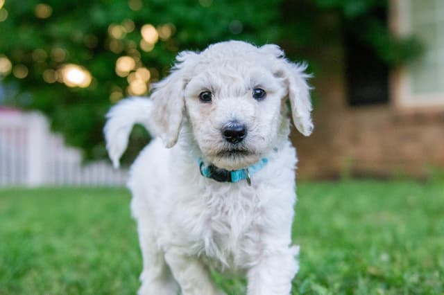 Poodle Puppies media 3
