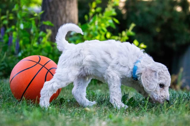 Poodle Puppies media 5