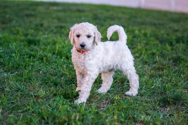 Poodle Puppies media 7