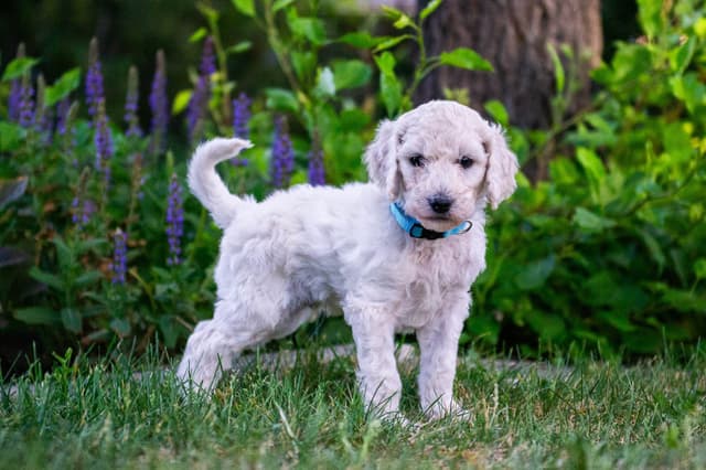 Poodle Puppies media 6