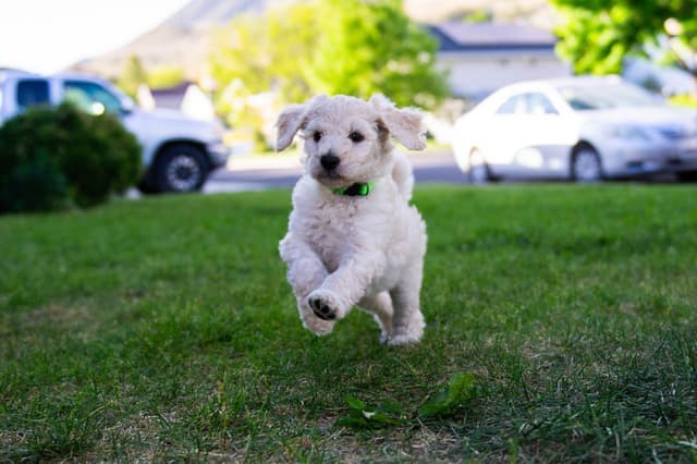 Poodle Puppies media 11
