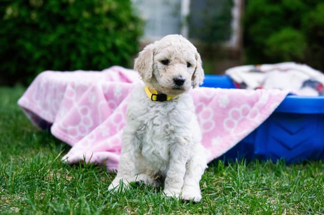 Poodle Puppies media 8