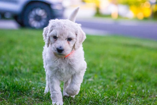 Poodle Puppies media 9