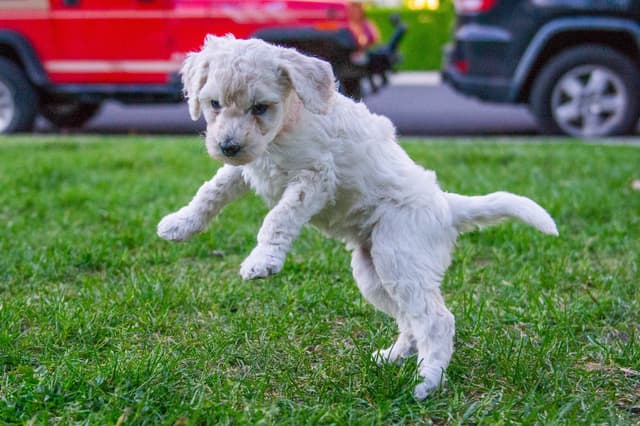 Poodle Puppies media 12