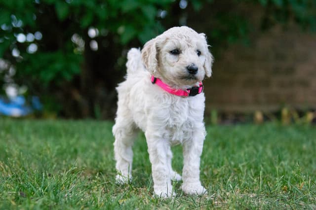 Poodle Puppies media 10