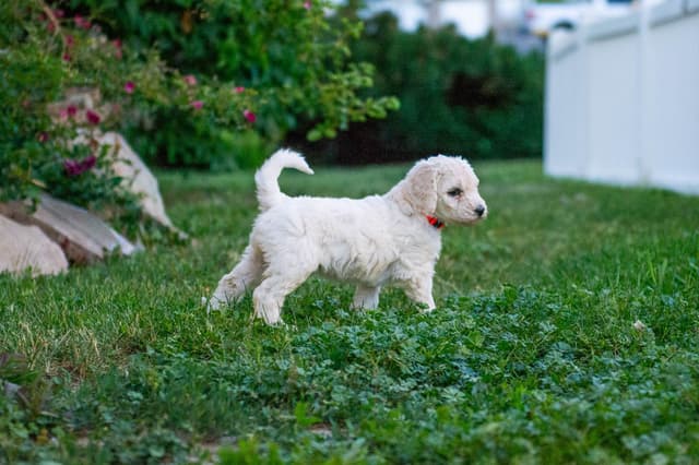 Poodle Puppies media 14