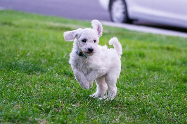 Poodle Puppies media 13