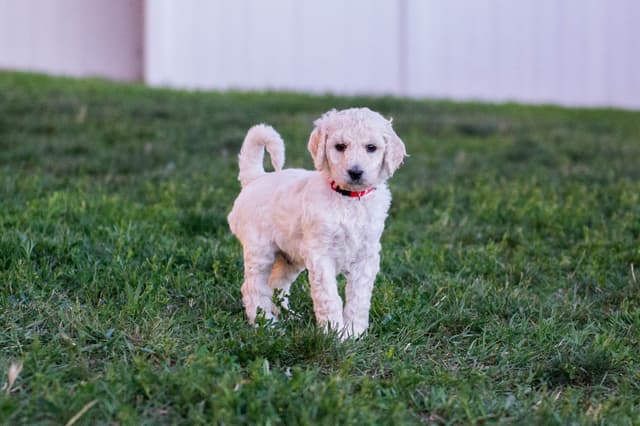 Poodle Puppies media 16