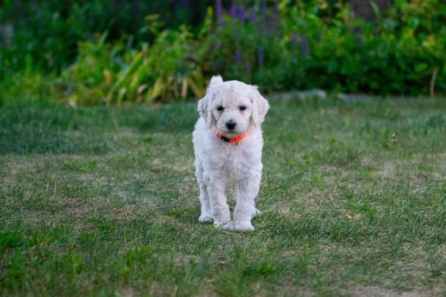 Poodle Puppies media 15