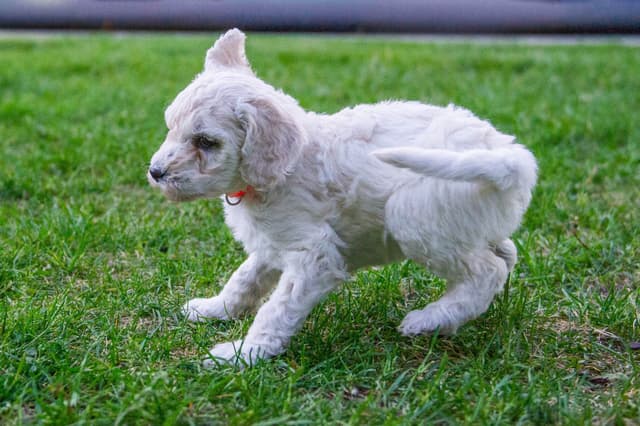 Poodle Puppies media 17