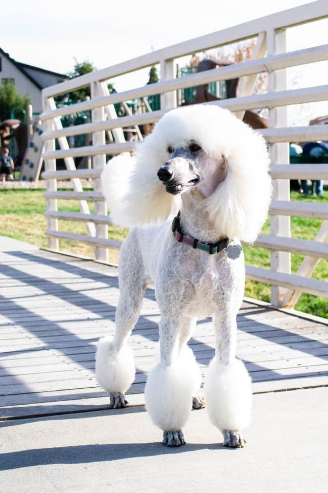 Poodle Puppies media 20