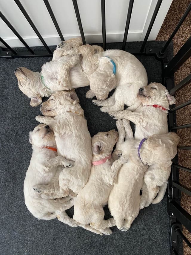 Poodle Puppies media 18