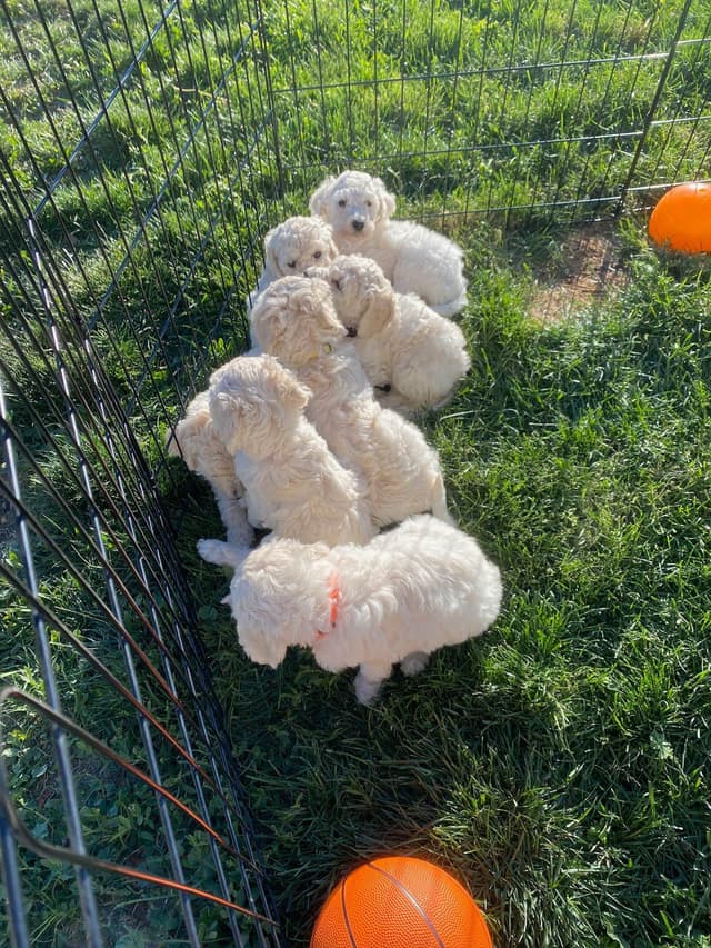 Poodle Puppies media 19