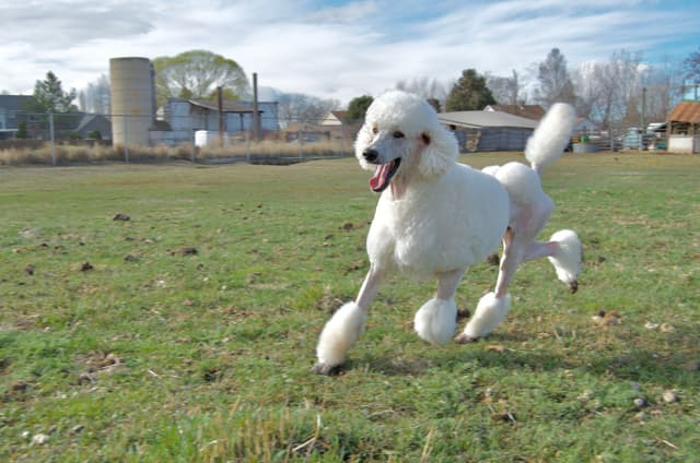Poodle Puppies media 21